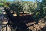 Bilecik’te zeytin tarlasında çıkan yangın korkuttu