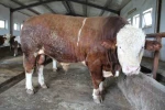 Bingöl’de 1,5 tonluk ’Tosun Paşa’ 450 bin liraya alıcı buldu