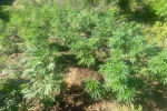 Bingöl’de 42 bin kök kenevir bitkisi ele geçirildi