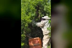 Bingöl’de kovandan firar eden binlerce arı meşe ağacına oğul verdi