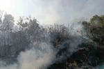 Bingöl’de orman ve mera yangınları söndürüldü