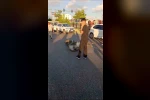 Bingöl’de otomobilin çarptığı eşek telef oldu