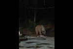 Bingöl’de şantiye alanına inen ayı karnını doyurdu... O anlar kamerada
