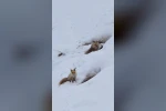 Bingöl’de yuvasında görüntülenen kızıl tilki mest etti