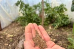 Bir balkonun bereketi, ülkenin umudu oldu