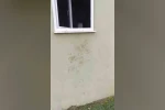 Bir günde 20 eve giren ayı yayla sakinlerini canından bezdirdi