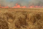 Bir sigara keyfi buğday tarlasını kül etti