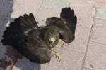 Bitkin halde bulunan şahin koruma altına alındı