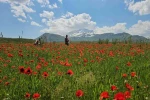 Bitlis’in Adilcevaz ilçesinde gelincik ve karın büyüleyici buluşması