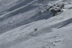 Bitlis’te nesli tehlike altında olan vaşak görüntülendi