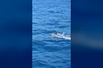 Bodrum’da tekneye sürpriz misafir