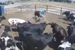 Boğanın saldırdığı besici büyük tehlike atlattı, o anlar kamerada