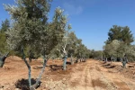Bölge halkı taşınan zeytinleri yerinde gördü