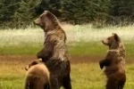 Bolu’da anne ayı ve yavruları kameraya yansıdı