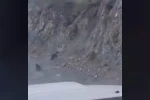 Bolu’da anne ayı ve yavrusu korkuyla dağa tırmandı, o anlar kamerada