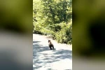 Bolu’da aracın önünde koşan ayı kameraya yansıdı