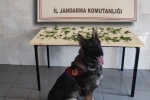 Bolu’da jandarmadan peş peşe uyuşturucu ve kaçakçılık operasyonları: 3 tutuklama