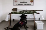Bolu’da kenevir bahçesi oluşturan şüpheli tutuklandı