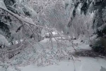 Bolu’da mayıs karı ağaç dallarını kırdı 