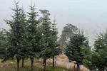 Bolu’da mevsimin ilk karı yağdı