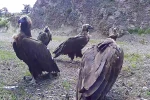 Bolu’da nesli tehlike altında olan kara akbabalar görüntülendi