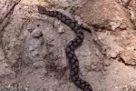 Bolu’da odun yığınları arasında nesli tehlike altında olan zehirli yılan görüntülendi