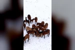 Bolu’da şehir merkezine inen yılkı atlarını belediye ekipleri besledi