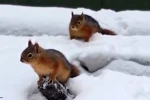 Bolu’da sincapların kar keyfi kamerada 