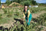 Bolu’da toprakla buluşan şifa kaynağı ’aronya’ hasat için gün sayıyor