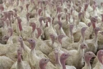 Bolu’da üreticilere "kuş gribi" uyarısı