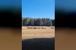 Bolu’da yılkı atlarına kurt saldırdı
