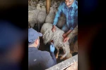 Bolvadin’de küçükbaş hayvanlara yönelik aşılama ve küpeleme çalışması