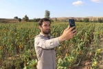 Boynunu eğen günebakanlar, hasat için gün sayıyor