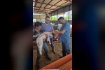 Bozdoğan’da hayvan sağlığı ekipleri sahada