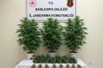 Bozova’da 13 kenevir bitkisi ele geçirildi 