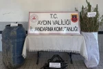 Buharkent’te 40 kök kenevir ele geçirildi