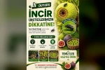 Buharkent’te incir üreticilerine siyah sinek uyarısı