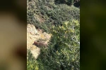 Buldan’da tartışmalı maden sahasında ağaç kesimi başladı