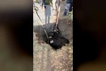 Burdur’da kuyuya düşen inek 2 saatlik çalışmayla kurtarıldı
