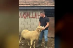 Burhaniye’de kurbanlıklar satışa çıktı
