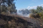 Burhaniye’de zeytinlik yangınına havadan ve karadan müdahale ediliyor