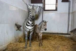 Bursa Hayvanat Bahçesi’nde zebra ailesi büyüyor