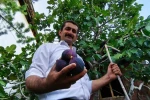Bursa karası incirini Erzurum’da yetiştirdi