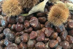 Bursa kestanesinin geleceği konuşuldu