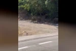 Bursa’da aç kalan domuzlar mahalleye ve mesire alanına indi