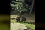 Bursa’da domuzlar piknik alanlarına indi