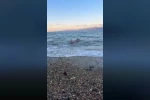 Bursa’da dondurucu soğukta deniz keyfi 