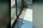 Bursa’da iş yerine giren yılan paniğe neden oldu