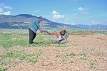 Büyükşehir ipek böceği yetiştiriciliğini yaygınlaştırıyor