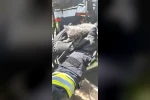 Büyükşehir İtfaiyesi, yangında mahsur kalan 6 kediyi kurtardı